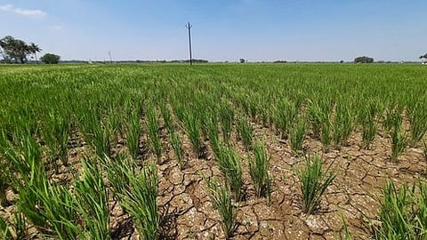 திருவையாறு அருகே திங்களூா் பகுதியில் காவிரி நீா் வரத்து இல்லாததால், தாளடி பயிரிடப்பட்டுள்ள வயலில் ஏற்பட்டுள்ள வெடிப்பு.