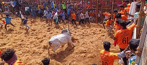 மலையடிப்பட்டி ஜல்லிக்கட்டு: 600 காளைகள் பங்கேற்பு