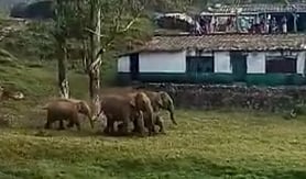 மூணாறு குடியிருப்பு பகுதியில் தொடரும் யானைகள் நடமாட்டம்