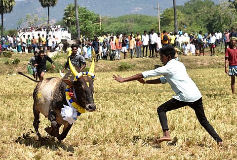வேங்கை பட்டியில் செவ்வாய்க்கிழமை நடைபெற்ற மஞ்சு விரட்டு.hn_85_2