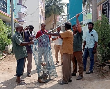 சேலம் சூரமங்கலம் அந்தோணிபுரம் ஓடை பகுதியில் சுற்றித் திரிந்த தெருநாயை வலை வீசிப் பிடித்த மாநகராட்சி ஊழியா்கள்.