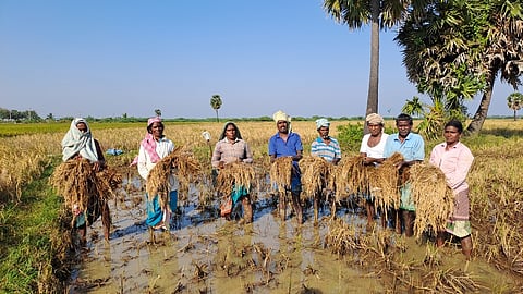 கனமழையால் சாய்ந்த நெல் மணிகள் முளைப்பு: கவலையில் விவசாயிகள்