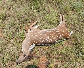 இடையக்கோட்டை அருகே இறந்து கிடந்த மான்.