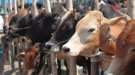 காதலர் தினம் 'மாடு அணைப்பு நாளா?' - இந்தியக் கம்யூனிஸ்ட் கேள்வி