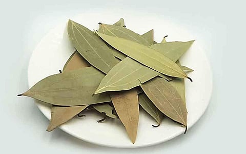 பிரிஞ்சி இலையின் மகத்துவம்