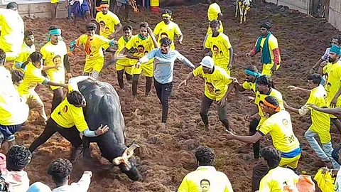அய்யம்பட்டியில் களைகட்டும் ஜல்லிக்கட்டு விழா!