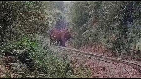 உதகை மலை ரயில் பாதையில் யானைகள்
