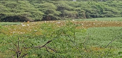 திருவள்ளூா் அருகே மணவாள நகா் பகுதி கூவம் ஆற்றில் சுற்றுச்சூழலைப் பாதிக்கும் வகையில் ஆற்றில் மிதக்கும் குப்பைக் கழிவுகள் மற்றும் நெகிழிப் பொருள்கள்.
