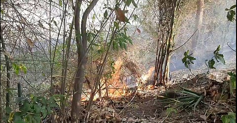 பழனி காரமடையில் உள்ள மூலிகை மருத்துவப் பூங்காவில் சனிக்கிழமை பற்றி எரிந்த தீ.