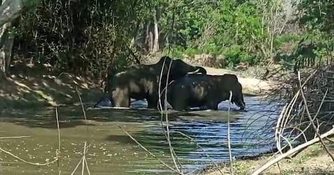 கோடை வெயில்: ஆசனூர் வனப்பகுதியில் வறண்டு காணப்படும் குளம், குட்டைகள்