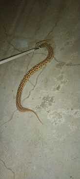 ஆம்பூா் அருகே குமாரமங்கலம் கிராமத்தில் மீட்கப்பட்ட கொடிய விஷமுள்ள கட்டுவிரியன் பாம்பு.