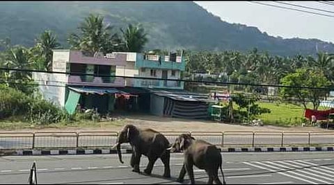 கிருஷ்ணகிரி மாவட்டம், காவேரிப்பட்டணம் அருகே தேசிய நெஞ்சாலையைக் கடந்து செல்லும் யானைகள்.