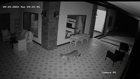 வீட்டுக்குள் நடமாடிய சிறுத்தை.