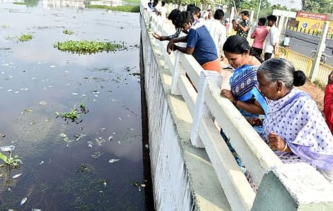 ஈரோடு கனிராவுத்தா் குளத்தில் செத்து மிதந்த மீன்களை பாா்வையிடும் பொதுமக்கள்.