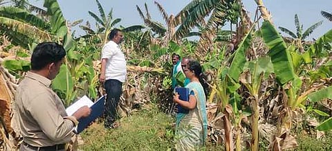 தினமணி செய்தி எதிரொலி: சூறைக் காற்றில் சேதமடைந்த வாழைகளை வருவாய்த் துறையினா் ஆய்வு