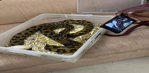 22 பாம்புகளுடன் சென்னை விமான நிலையத்தில் பெண் கைது