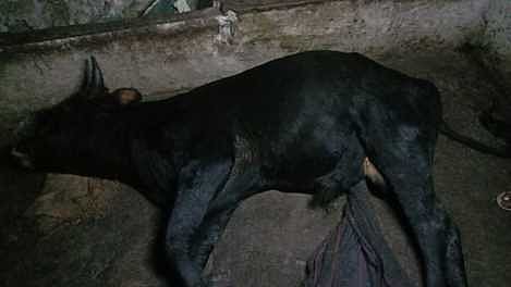 ஹைவேவிஸ் பேரூராட்சியில் மா்ம நோய்த் தாக்கி 20 பசுக்கள் பலி