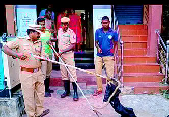திருப்பத்தூரில் வங்கிக்குள் புகுந்த பாம்பு