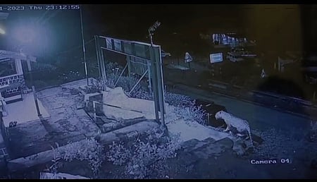 காவல் நிலைய வளாகத்தில் உலவிய சிறுத்தை