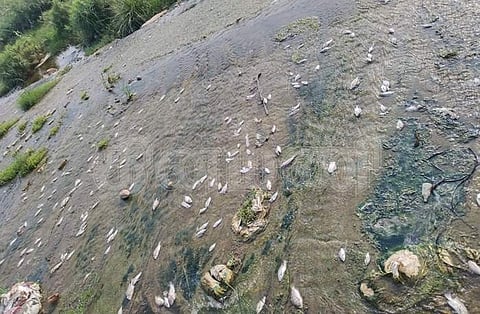 ராணிப்பேட்டை பாலாற்றில் தொழிற்சாலை கழிவுநீர் கலப்பு: செத்து மிதக்கும் மீன்கள்..! 