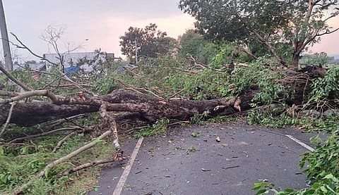 திருத்தணி - கோரமங்கலம் நெடுஞ்சாலையில் வியாழக்கிழமை மாலை வீசிய சூறைக் காற்றால் வேரோடு சாய்ந்த மரம்.