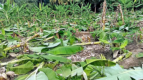  வெட்டிச் சாய்க்கப்பட்ட வாழை, பாக்கு மரக்கன்றுகள்.