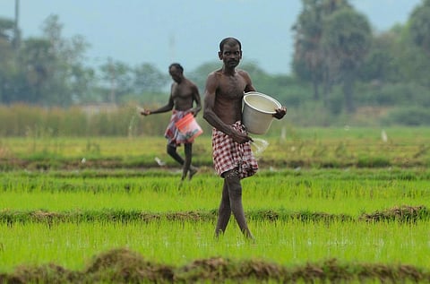 பாளையங்கோட்டை அருகே முன்காா் பருவ நெல் சாகுபடியில் ஈடுபட்டுள்ள விவசாயிகள்.