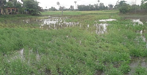 கனமழை: எள், பயறுவகை பயிா்கள் பாதிப்பு