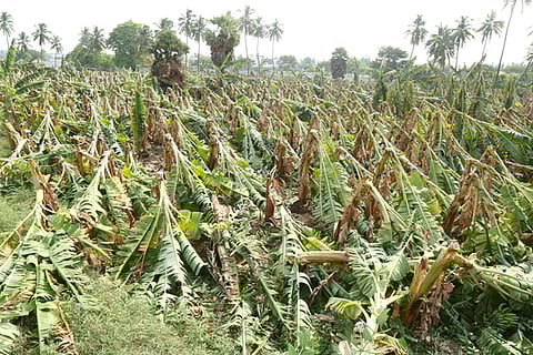 சூறாவளிக் காற்றால் சேதமான வாழை மரங்கள்.