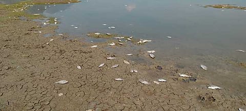 பெரியகுளம் கண்மாயில் இறந்து மிதக்கும் மீன்கள்: விவசாயிகள் பாதிப்பு