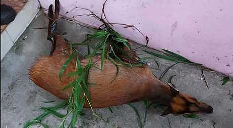 அக்ரஹாரம் பகுதியில் மீட்கப்பட்ட குரைக்கும் மான்.