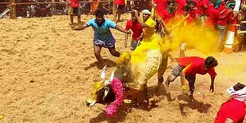 சாலைக்கிராமம் அருகே ஜல்லிக்கட்டு: 30 மாடுபிடி வீரா்கள் காயம்