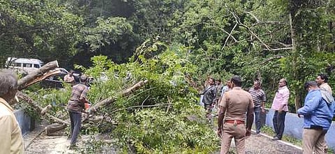 கொடைக்கானலில் பலத்த காற்றுடன் மழை மரம் விழுந்து போக்குவரத்து பாதிப்பு