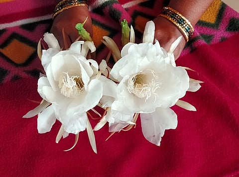 வாழப்பாடியில் வீட்டுத் தோட்டத்தில் பூத்த பிரம்ம கமலம் மலா்கள்