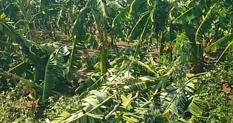 தொட்டியம் பகுதியில்காற்றுடன் மழை; வாழைகள் சேதம்