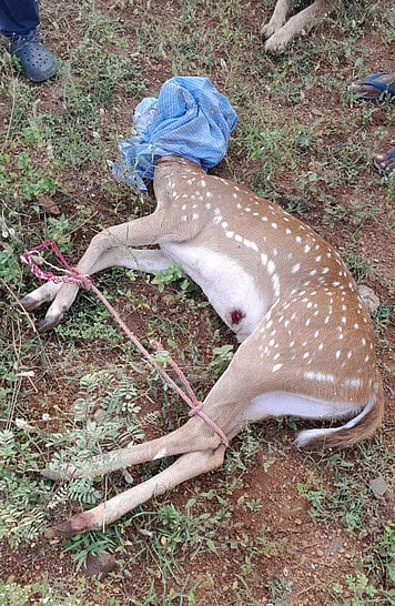 வழி தவறி வந்த மான் மீட்பு