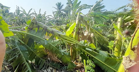 போ்ணாம்பட்டு அருகே சூறாவளிக் காற்றுடன் பலத்த மழை