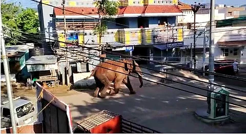 கம்பம் நகருக்குள் அரிசிக்கொம்பன் யானை: பொதுமக்கள் அச்சம்!