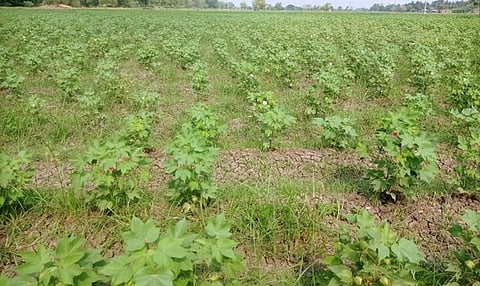 கோடை மழை: பயிா் பாதிப்பு கணக்கெடுப்பில் மன்னாா்குடி, கோட்டூா் பகுதிகளை சோ்க்க வலியுறுத்தல்