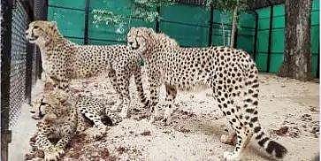 சிவிங்கிப் புலிகள் இறப்பு எதிரொலி: நிபுணா் குழு அமைத்தது மத்திய அரசு