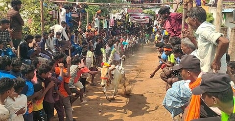 ஆரணி அருகே காளை விடும் திருவிழா