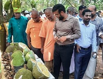 பலாவை உண்டால் புற்றுநோய் குணமாகும்