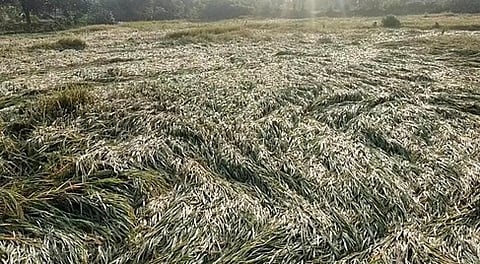 கறம்பக்குடி அருகேயுள்ள மாங்கோட்டை பகுதியில் சேதமடைந்த நெல், சோளப்பயிா்கள்.