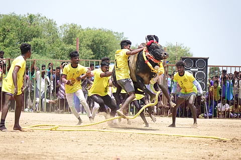 காரையூரில் நடைபெற்ற மஞ்சுவிரட்டில் காளையை அடக்க முயன்ற வீரா்கள்.