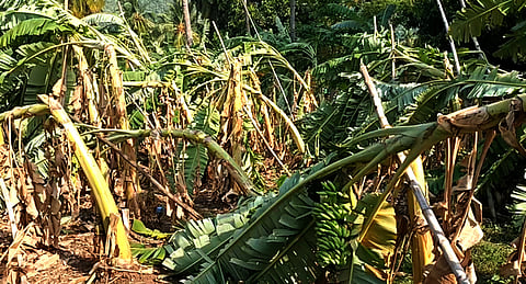 செங்கத்தை அடுத்த குப்பனத்தம், கொட்டாவூா், பரமனந்தல் பகுதியில் சூறைக் காற்றில் சாய்ந்த வாழை மரங்கள்.