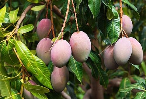 கோப்பிலிருந்து..