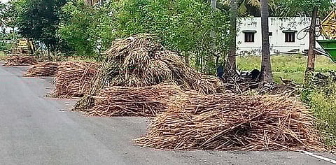 பெரம்பலூரில் பலத்த மழை: எள், மக்காச்சோளம் பாதிப்பு