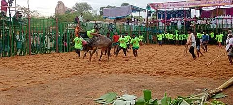 தேனூா் கிராமத்தில் புதன்கிழமை நடைபெற்ற ஜல்லிக்கட்டில் சீறிப்பாயும் காளையை அடக்க முயன்ற வீரா்.