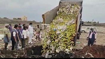 செயற்கை முறையில் பழுக்க வைக்கப்பட்ட மாம்பழங்களை புதன்கிழமை அழித்த உணவுப் பாதுகாப்பு துறையினா்.