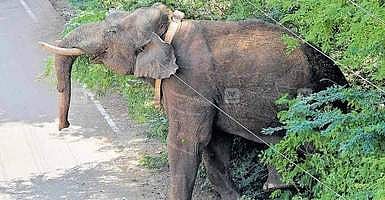 சண்முகாநதி அணை அருகே நடமாடும் அரிக்கொம்பன் யானை:கும்கிகள் உதவியுடன் பிடிக்க வனத்துறை தீவிரம்